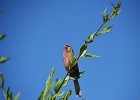Roze bergvink (asian rosy finch) Leucosticte arctoa  - Ulaanbaatar 06-08-2016 (3)